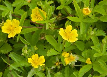 Potentilla Species, Cinquefoil