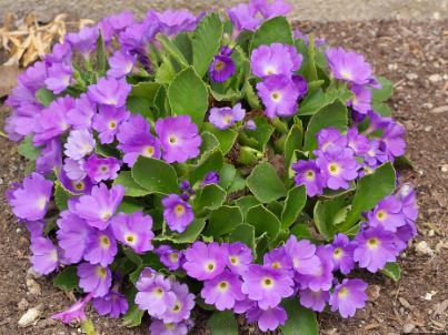 Primula Hybrid, Allionii Primrose Clarence Elliot