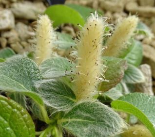 Yezo Dwarf Willow