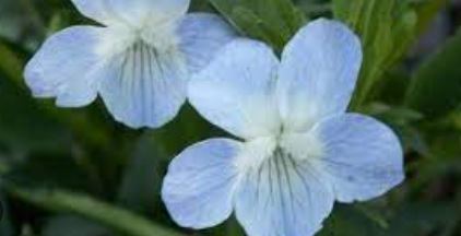 Viola Species, Shrubby Violet, Tall Violet