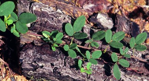 Lespedeza Species, Trailing Lespedeza