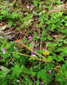 Lespedeza Species, Creeping Lespedeza