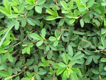 Lespedeza Species, Texas Lespedeza