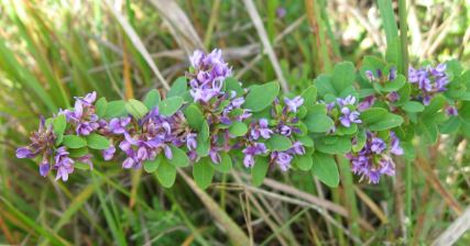 Lespedeza Species, Violet Lespedeza