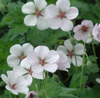Geranium, Cranesbill, Hardy Geranium Coombland White