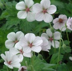 Geranium, Cranesbill, Hardy Geranium 'Coombland White'