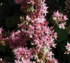 Hylotelephium Species, Showy Stonecrop, Pink Mongolian Stonecrop, Rose Carpet Sedum