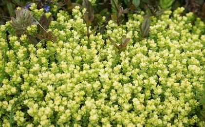 Sedum Species, Gold Moss Stonecrop, Golden Stonecrop Aureum