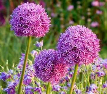 Allium Species, Ornamental Onion
