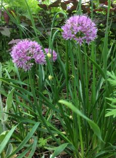 Allium, Mountain Garlic
