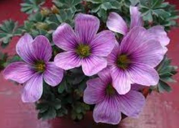 Oxalis, Scurvy Grass, Wood Sorrel Ione Hecker