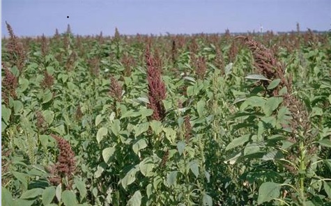 Amaranthus Species, Giant Amaranth, Pigweed, Southern Amaranth, Water Hemp