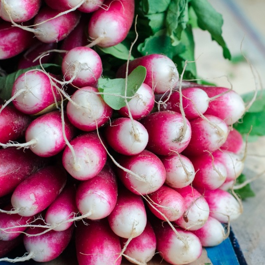 Radish DAvignon