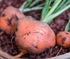 Carrot 'Parmex'