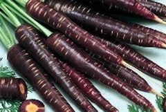 Carrot 'Purple Haze'