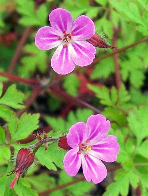 Geranium Species, Greater Herb Robert, Greater Roberts Geranium
