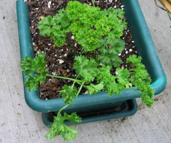 Petroselinum, Curly Parsley Forest Green