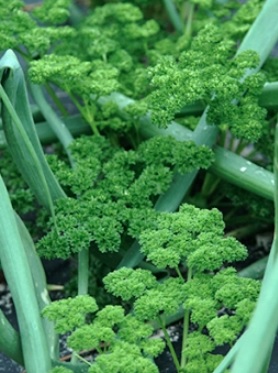 Petroselinum, Parsley Berliner