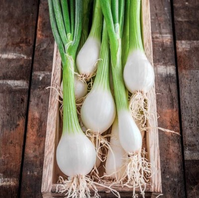 Allium, Bunching Onion White Lisbon