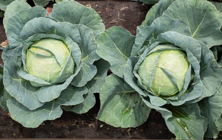 Cabbage Balashi