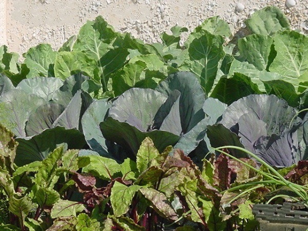 Cabbage, Red Cairo
