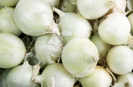 Allium, Garden Onion, Edible Onion Sierra Blanca