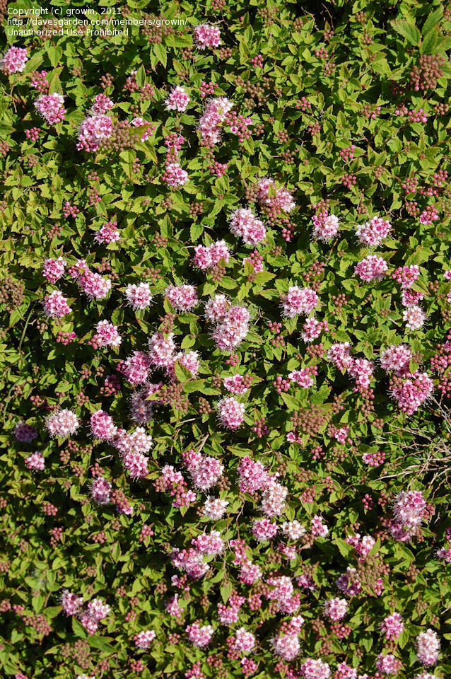 Japanese Spirea, Japanese Meadowsweet, Maybush Green Carpet