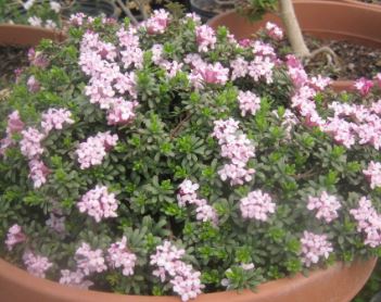 Daphne Rossetii