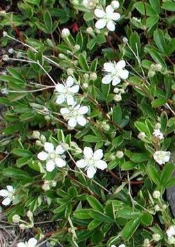 Daphne Species, Shrubby Daphne