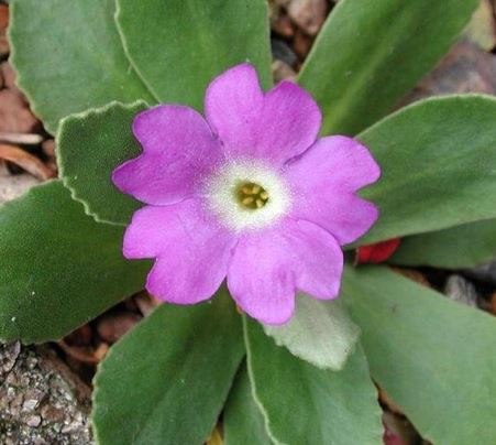 Daphne Species, Fairy Garland Flower