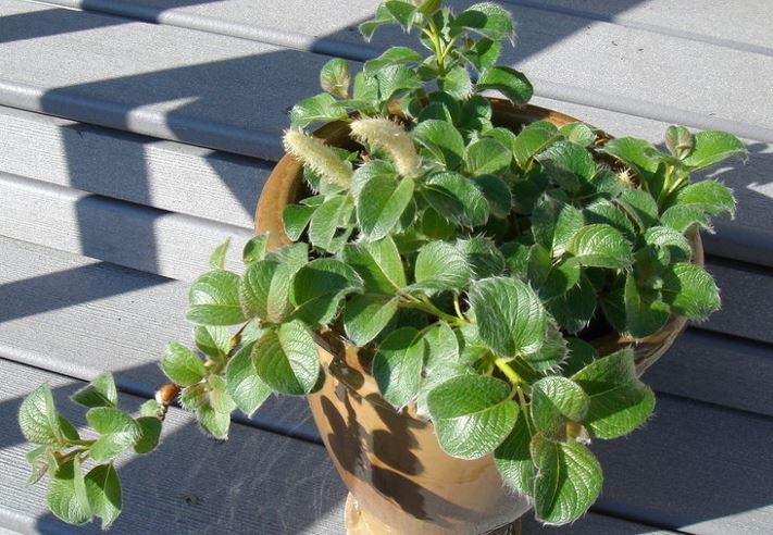 Daphne Hybrid