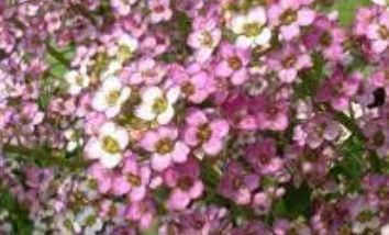 Hormathophylla, Alyssum, Spiny Madwort Roseum