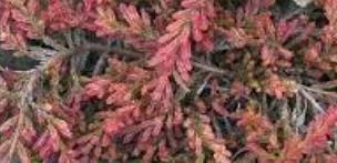 Calluna, Ling, Scotch Heather Golden Carpet
