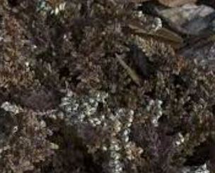 Calluna, Ling, Scotch Heather Sister Anne