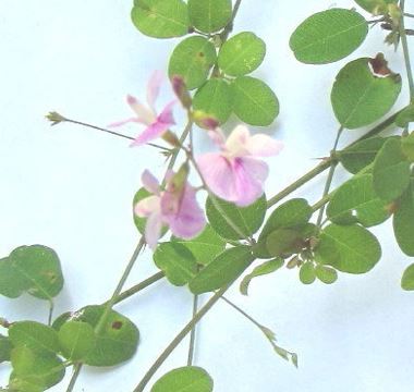 Miquels Wintergreen