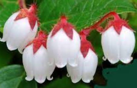 Western Teaberry