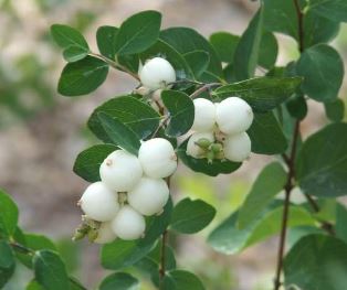 Northern Snowberry