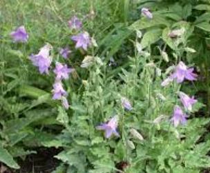 Campanula Species, Georgian Bellflower