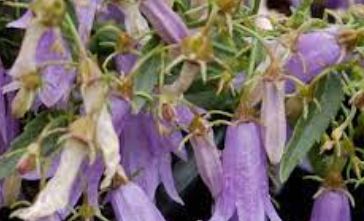 Campanula Species, Croatian Bellflower, Uckas Bellflower