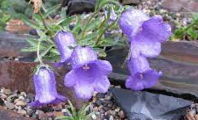 Campanula Species, Alpine Bellflower