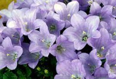Campanula, Alpine Bellflower Joe Elliot
