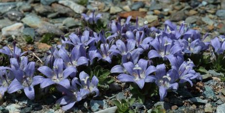 Campanula Species, Mount Cenis Bellflower