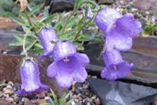 Campanula Species, Allionis Bell, Alpine Bellflower, Large-Flowered Bellflower