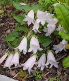 Campanula Species, Birch-Leaved Bellflower