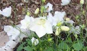 Campanula, Carpathian Bellflower, Carpathian Harebell, Tussock Bellflower White Star
