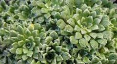 Saxifraga Species, Encrusted Saxifrage, Silver Saxifrage, Spoon-Leaved Saxifrage