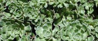 Saxifraga Species, Encrusted Saxifrage, Silver Saxifrage, White Mountain Saxifrage