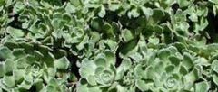 Saxifraga Species, Encrusted Saxifrage, Silver Saxifrage, White Mountain Saxifrage