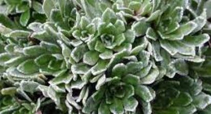 Saxifraga, Encrusted Saxifrage, Silver Saxifrage Lutea