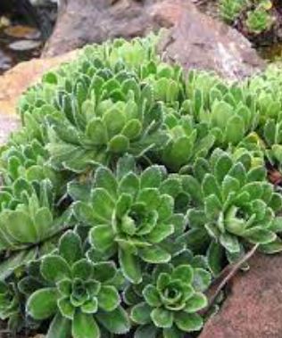 Saxifraga, Encrusted Saxifrage, Silver Saxifrage Rosea